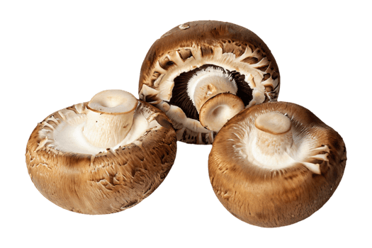 AI generated The mushroom is isolated on a transparent background. Mushroom PNG Generative AI