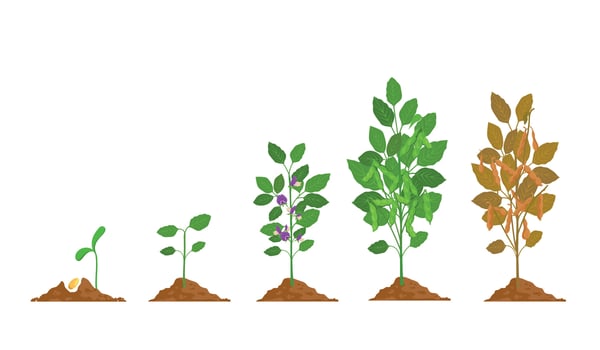 Farm soy plant with bean pod growth stages. Soybean seed, sprout, flower and ripening phase. Agriculture legume soya grow process vector set