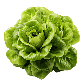 AI generated Head of butterhead lettuce png isolated on transparent background
