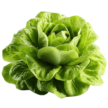 AI generated Head of butterhead lettuce png isolated on transparent background