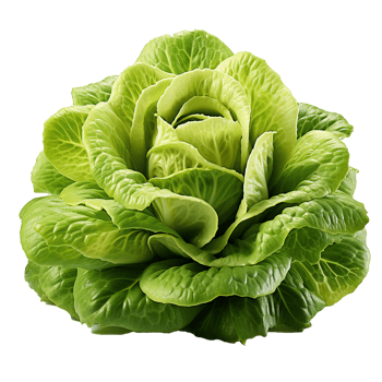 AI generated Head of butterhead lettuce png isolated on transparent background