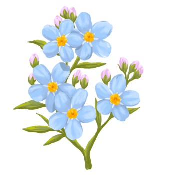 Forget me not flower digital painting illustration png