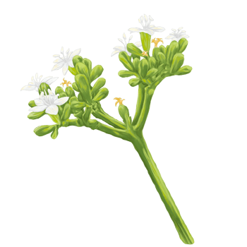 Chaya tree spinach flower digital painting png
