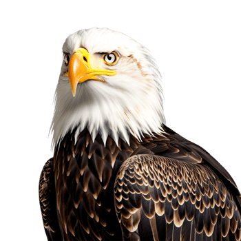 AI generated Bald eagle sitting on transparent background png