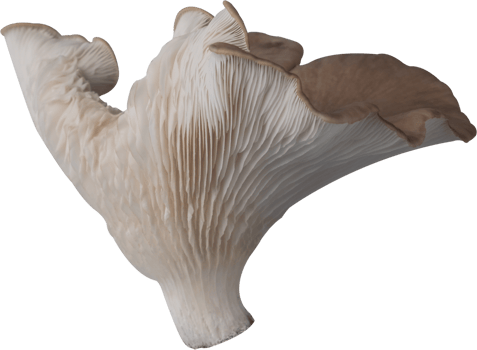 edible mushroom cut out on transparent background. png