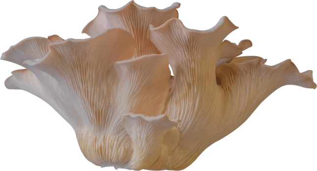 oyster mushroom cut out on transparent background. png