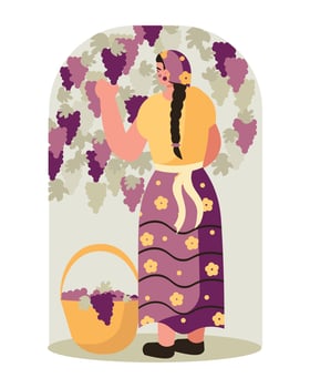Young beautiful woman picking grapes in garden. Winemaking process with organic grapes vector