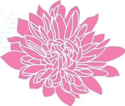 Black and white line illustration of chrysanthemum flowers on a white background. Flower chrysanthemum isolated on white vector