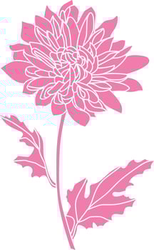 Black and white line illustration of chrysanthemum flowers on a white background. Flower chrysanthemum isolated on white vector