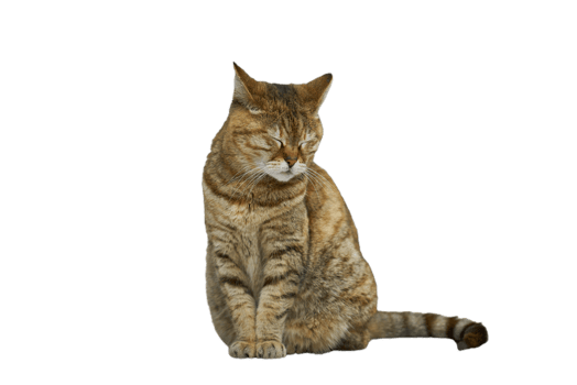 cat with transparent background free png
