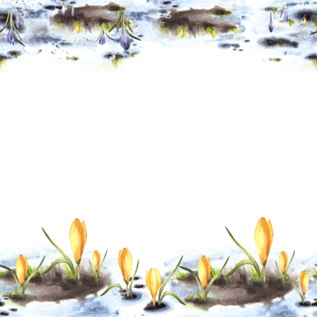 Watercolor painted illustration seamless frame border. Spring, the awakening of nature. Melting snow primary plants yellow lilac crocuses. Flowers sprouting through the snow landscape png