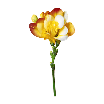 AI generated Freesia flower isolated on transparent background png