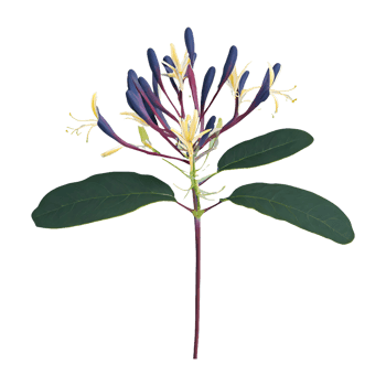 AI generated Honeysuckle flower isolated on transparent background png