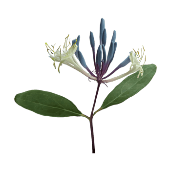 AI generated Honeysuckle flower isolated on transparent background png