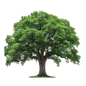 An image of a large tree png