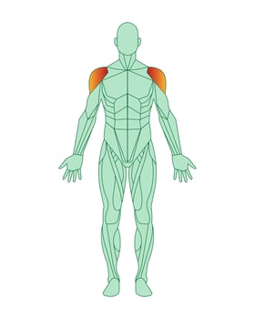 Figure of man with highlighted deltoid muscles. Male muscle anatomy concept. Vector illustration isolated on white background.