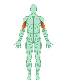 Figure of a man with highlighted muscles. Highlighted in red biceps of arms or shoulders. Male muscle anatomy concept. Vector illustration isolated on white background.