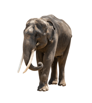 asia elephant isolated png
