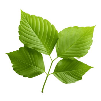 AI generated Green Leaf on Transparent background - Ai Generated png