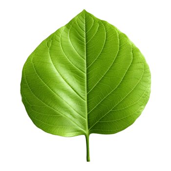 AI generated Green Leaf on Transparent background - Ai Generated png