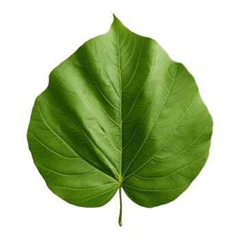 AI generated Green Leaf on Transparent background - Ai Generated png