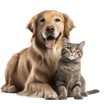 AI generated Dog and cat on transparent background png