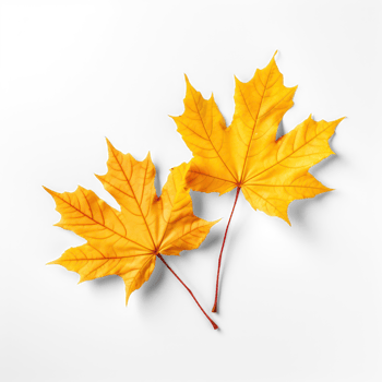 AI generated two maple leaves on a transparent background png