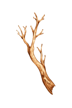 Watercolor illustration of a dry tree branch. The graphic element of a botanical drawing is a tree branch without leaves. Isolated. Natural decor from dry sprout. For decorating a garden, forest, png