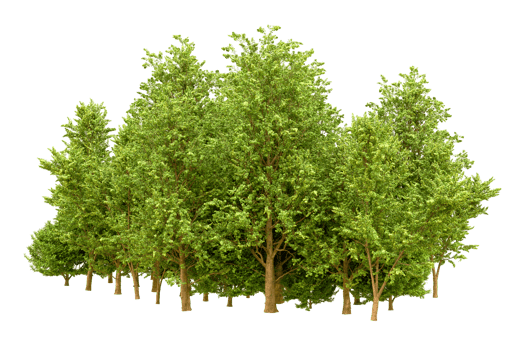 Green forest isolated on background. 3d rendering - illustration png