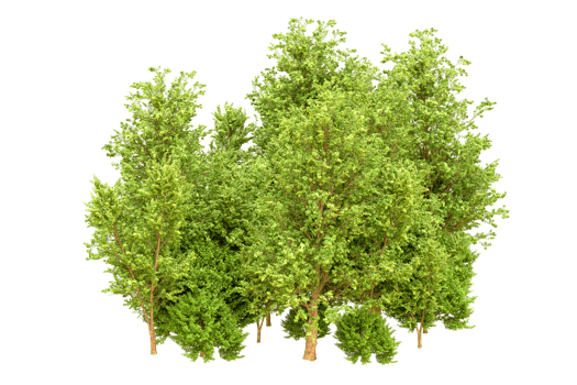 Green forest isolated on background. 3d rendering - illustration png