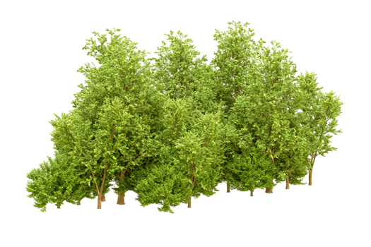 Green forest isolated on background. 3d rendering - illustration png