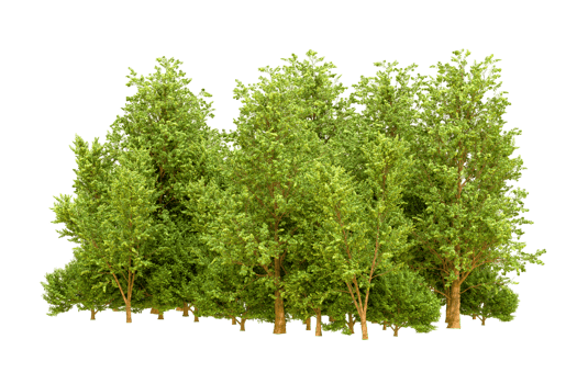Green forest isolated on background. 3d rendering - illustration png