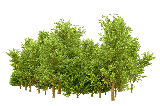 Green forest isolated on background. 3d rendering - illustration png