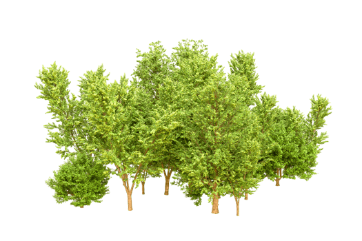 Green forest isolated on background. 3d rendering - illustration png