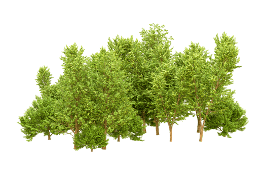 Green forest isolated on background. 3d rendering - illustration png
