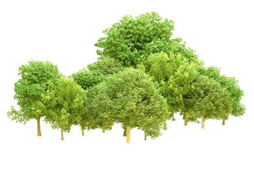 Green forest isolated on background. 3d rendering - illustration png