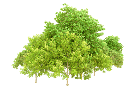 Green forest isolated on background. 3d rendering - illustration png