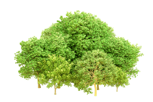 Green forest isolated on background. 3d rendering - illustration png