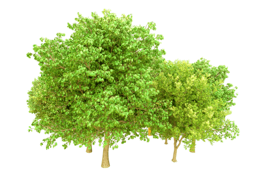 Green forest isolated on background. 3d rendering - illustration png