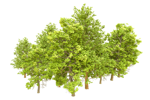 Green forest isolated on background. 3d rendering - illustration png