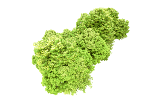 Green forest isolated on background. 3d rendering - illustration png