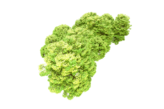 Green forest isolated on background. 3d rendering - illustration png