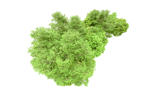 Green forest isolated on background. 3d rendering - illustration png