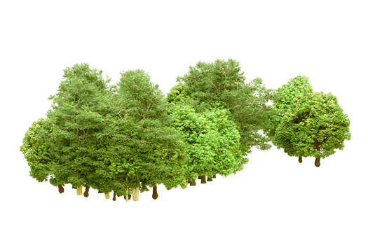 Green forest isolated on background. 3d rendering - illustration png