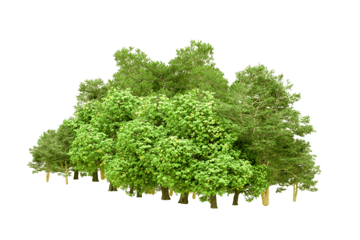 Green forest isolated on background. 3d rendering - illustration png