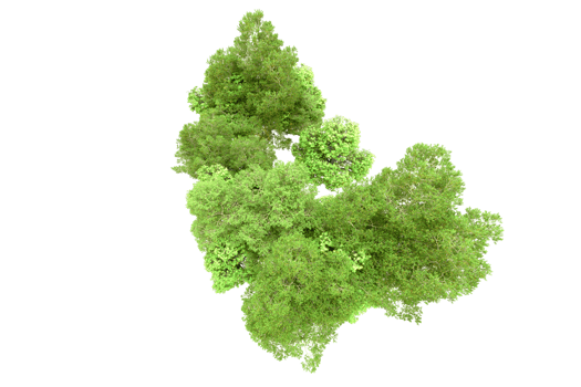 Green forest isolated on background. 3d rendering - illustration png