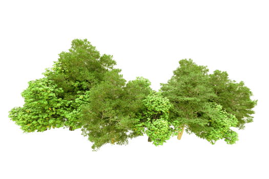 Green forest isolated on background. 3d rendering - illustration png