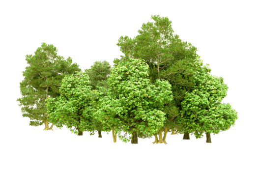 Green forest isolated on background. 3d rendering - illustration png