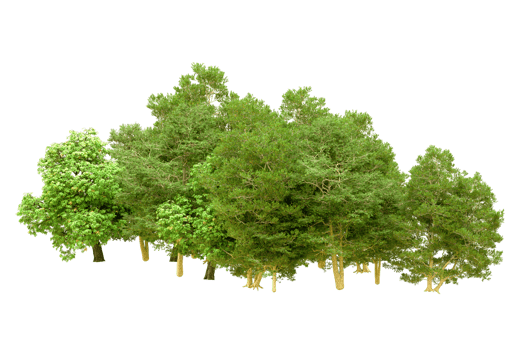 Green forest isolated on background. 3d rendering - illustration png