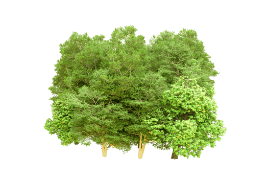 Green forest isolated on background. 3d rendering - illustration png
